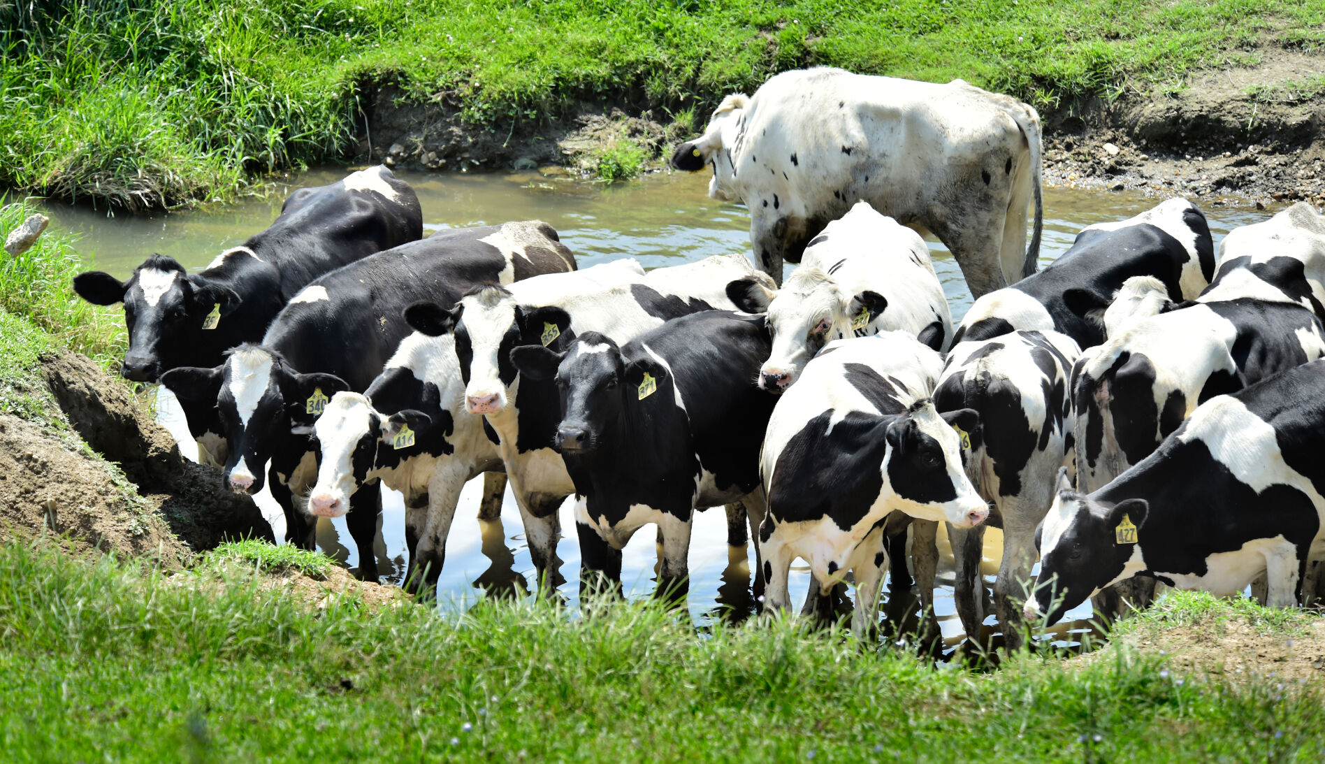 Hot Cows 5.jpg